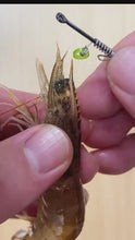 Load and play video in Gallery viewer, SAMURAI LIVE SHRIMP HOOKS